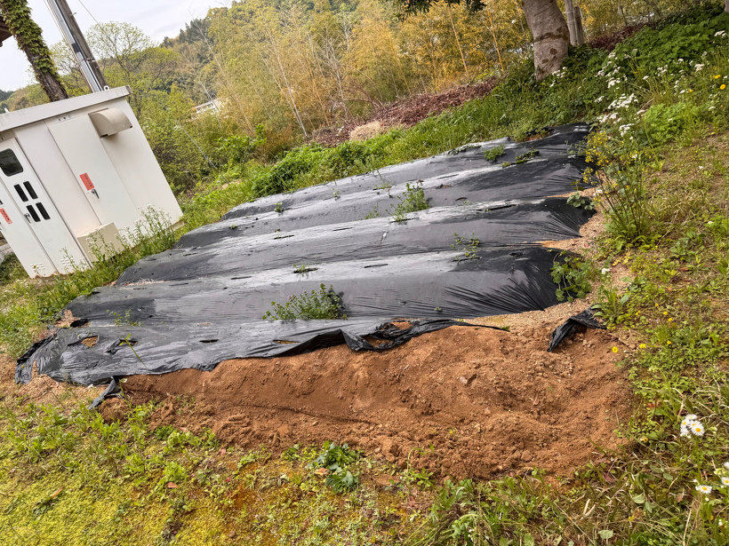 黒マルチをつけた草が生えた芋畑